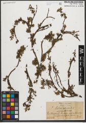 Foto von Salix retusa L.